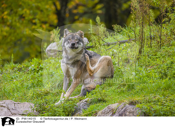 Eurasischer Grauwolf / PW-14015