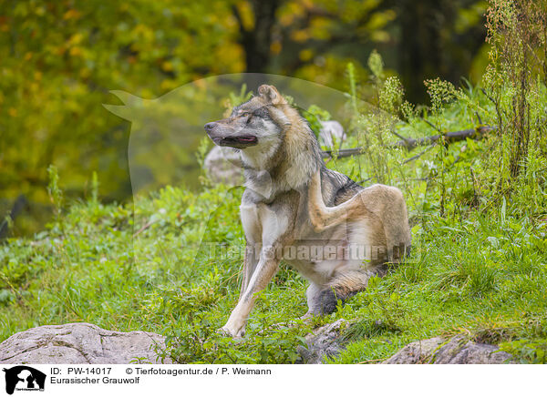 Eurasischer Grauwolf / PW-14017