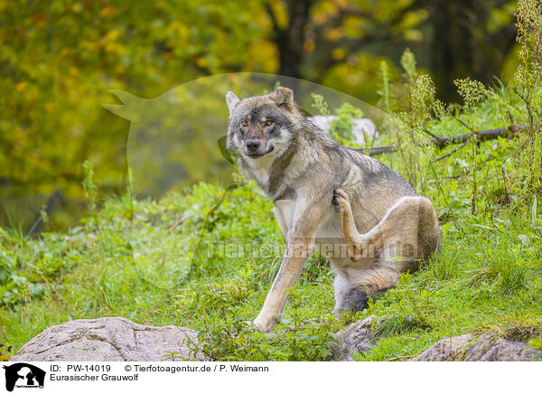 Eurasischer Grauwolf / eurasian greywolf / PW-14019
