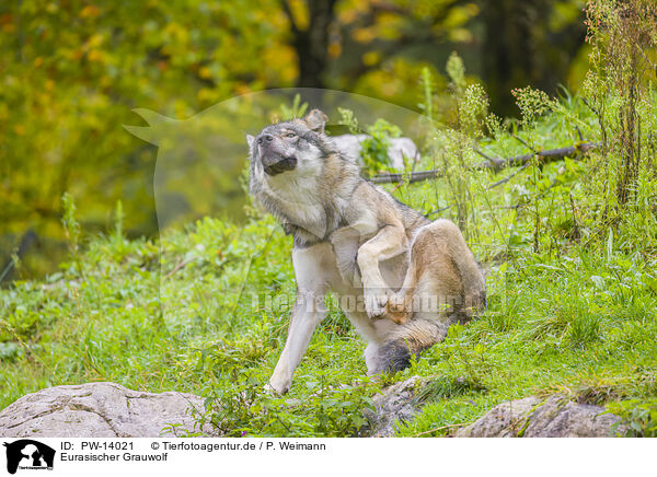Eurasischer Grauwolf / PW-14021