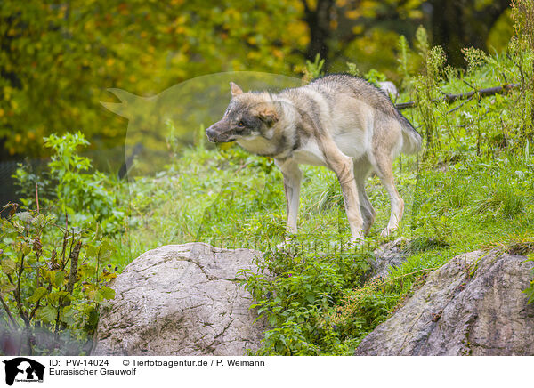 Eurasischer Grauwolf / PW-14024