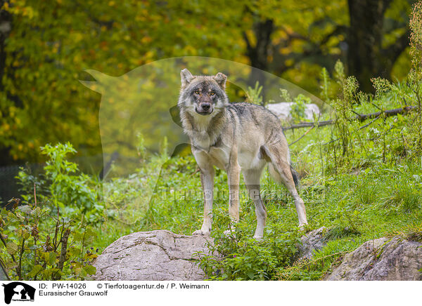 Eurasischer Grauwolf / PW-14026