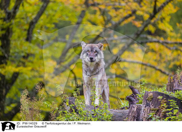 Eurasischer Grauwolf / PW-14029