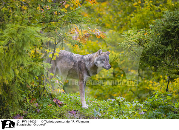 Eurasischer Grauwolf / PW-14033