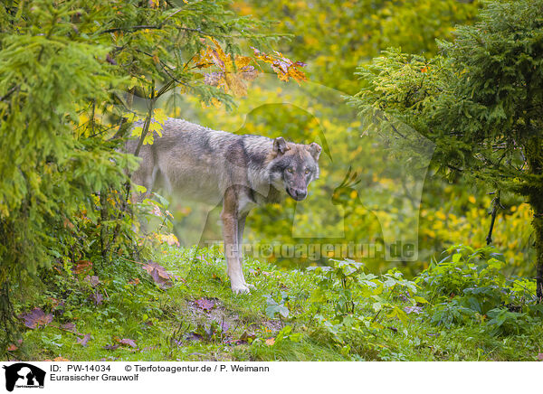 Eurasischer Grauwolf / PW-14034