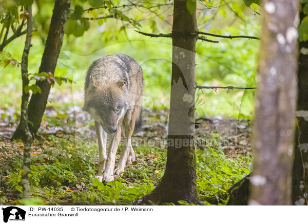 Eurasischer Grauwolf / eurasian greywolf / PW-14035