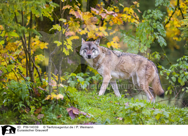 Eurasischer Grauwolf / PW-14039