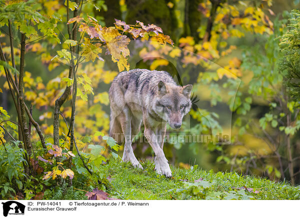 Eurasischer Grauwolf / PW-14041