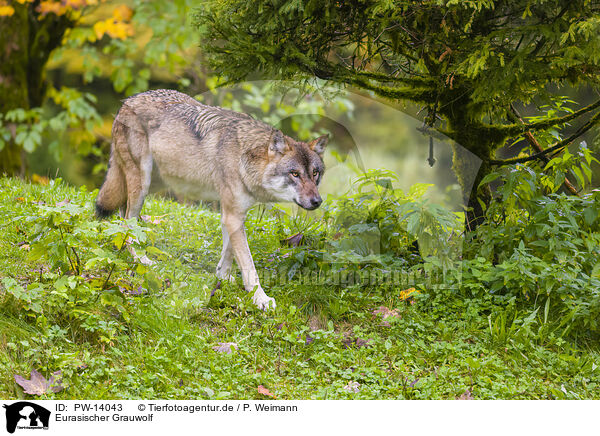 Eurasischer Grauwolf / PW-14043
