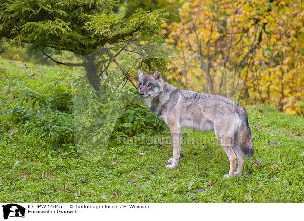 Eurasischer Grauwolf / PW-14045