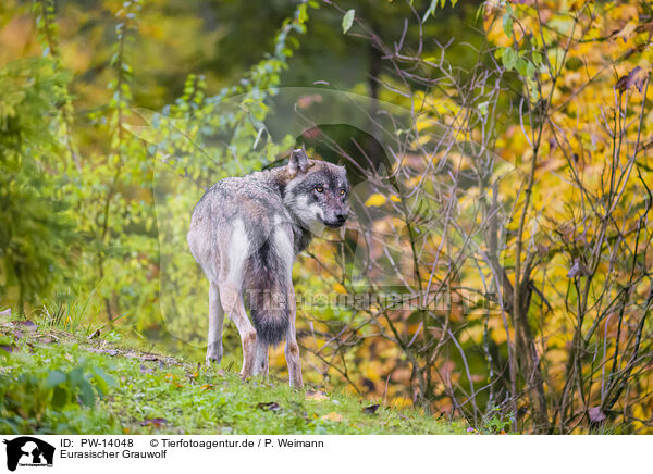 Eurasischer Grauwolf / PW-14048