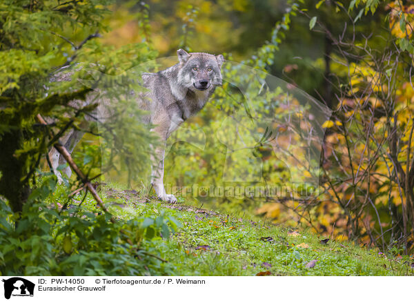 Eurasischer Grauwolf / eurasian greywolf / PW-14050