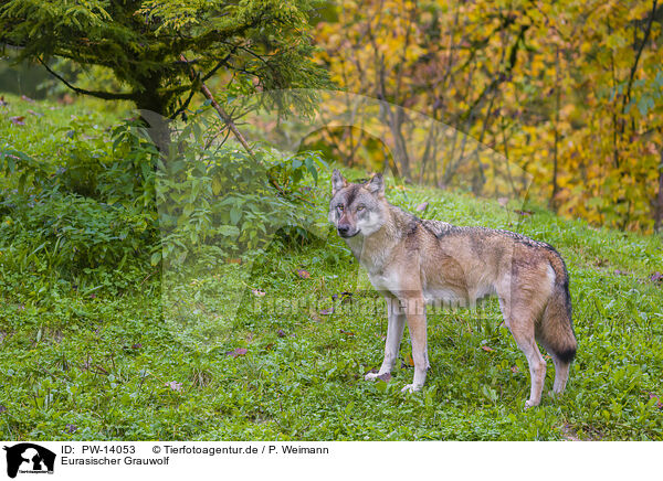 Eurasischer Grauwolf / PW-14053