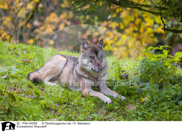 Eurasischer Grauwolf / PW-14059