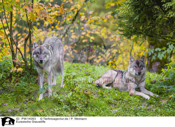 Eurasische Grauwlfe / eurasian greywolves / PW-14063