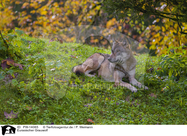 Eurasischer Grauwolf / PW-14065