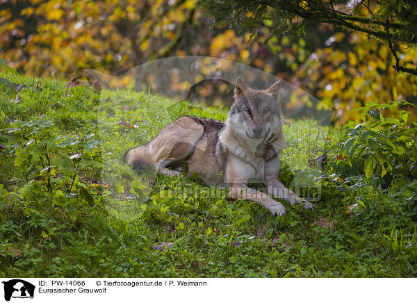 Eurasischer Grauwolf / PW-14066