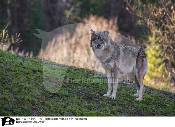 Eurasischer Grauwolf / PW-14694