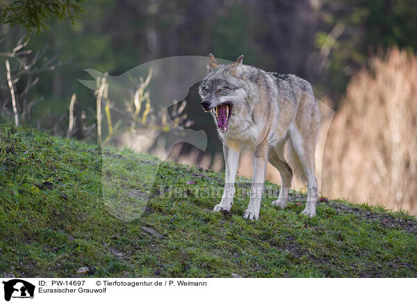 Eurasischer Grauwolf / PW-14697
