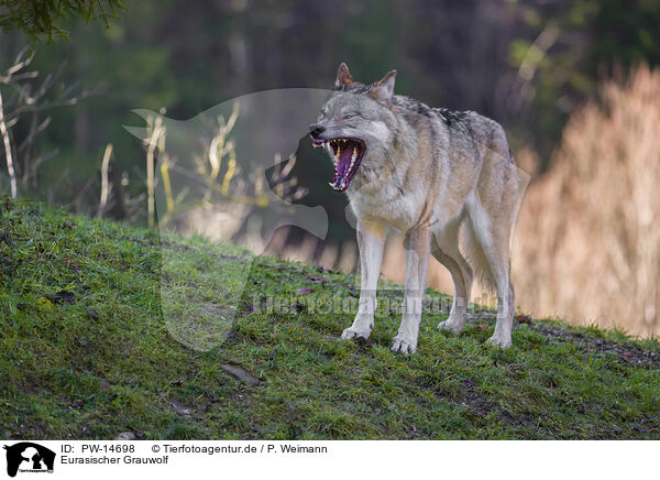 Eurasischer Grauwolf / eurasian greywolf / PW-14698