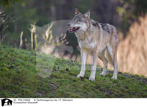 Eurasischer Grauwolf / PW-14699