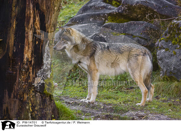 Eurasischer Grauwolf / PW-14701