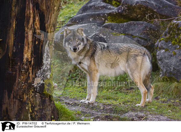 Eurasischer Grauwolf / PW-14702
