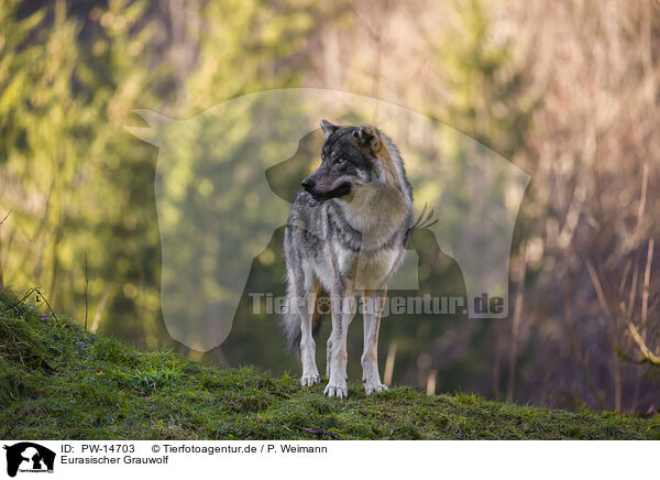 Eurasischer Grauwolf / PW-14703