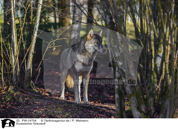 Eurasischer Grauwolf / PW-14704