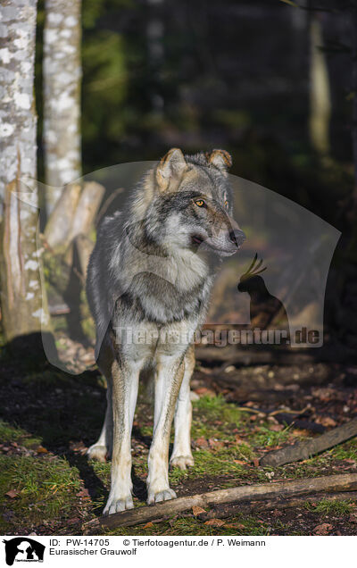 Eurasischer Grauwolf / PW-14705