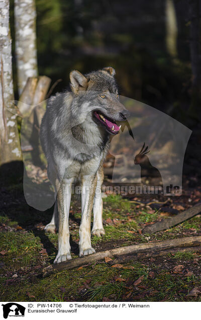 Eurasischer Grauwolf / PW-14706