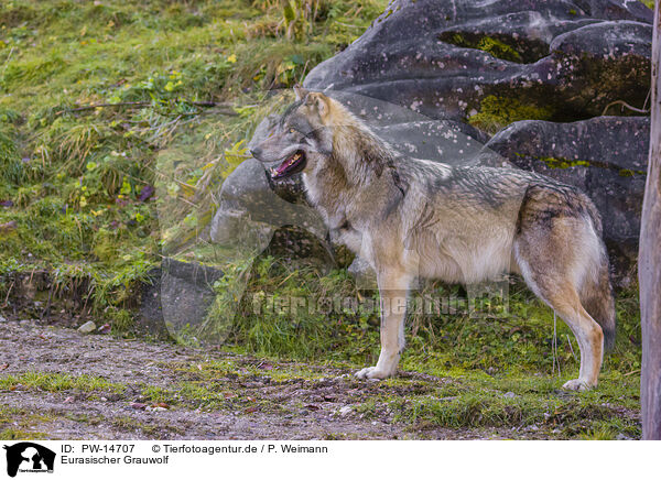 Eurasischer Grauwolf / PW-14707