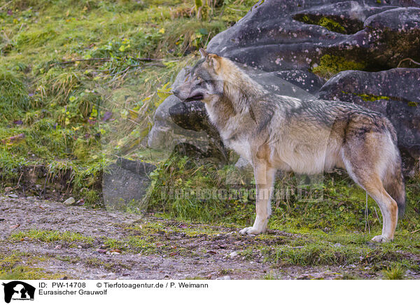 Eurasischer Grauwolf / PW-14708