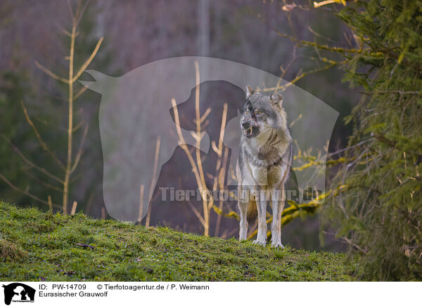 Eurasischer Grauwolf / PW-14709