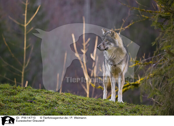Eurasischer Grauwolf / PW-14710
