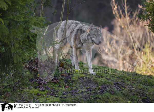 Eurasischer Grauwolf / PW-14711