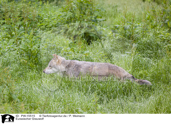 Eurasischer Grauwolf / PW-15515