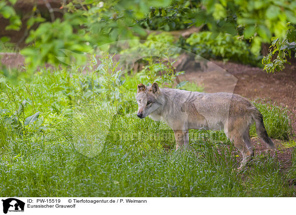 Eurasischer Grauwolf / PW-15519