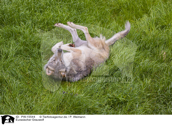 Eurasischer Grauwolf / eurasian greywolf / PW-15544