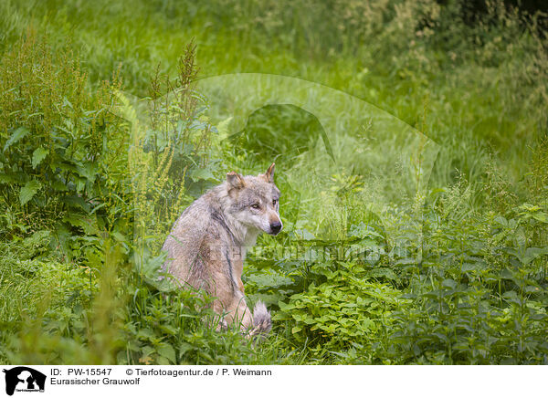 Eurasischer Grauwolf / eurasian greywolf / PW-15547
