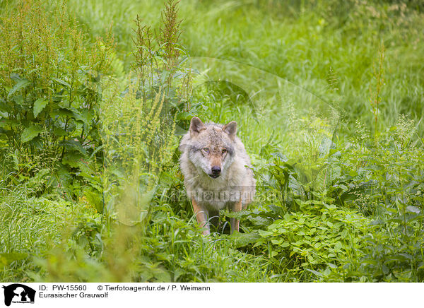 Eurasischer Grauwolf / eurasian greywolf / PW-15560