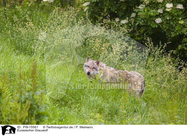 Eurasischer Grauwolf / PW-15561