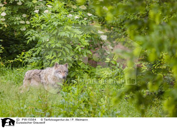 Eurasischer Grauwolf / eurasian greywolf / PW-15564