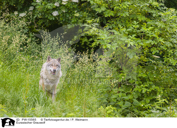Eurasischer Grauwolf / eurasian greywolf / PW-15565