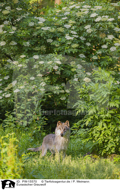 Eurasischer Grauwolf / PW-15570