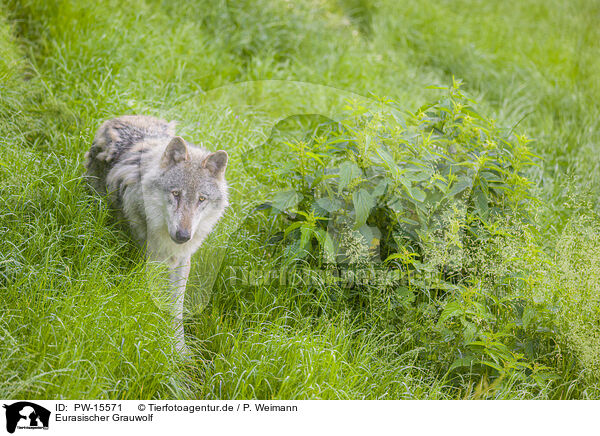 Eurasischer Grauwolf / eurasian greywolf / PW-15571