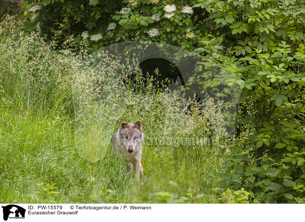 Eurasischer Grauwolf / eurasian greywolf / PW-15579
