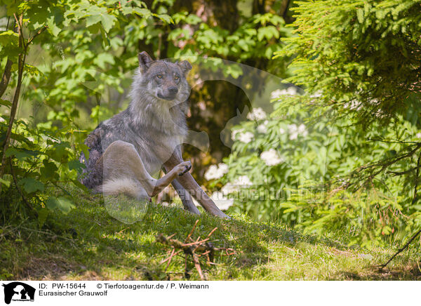 Eurasischer Grauwolf / PW-15644