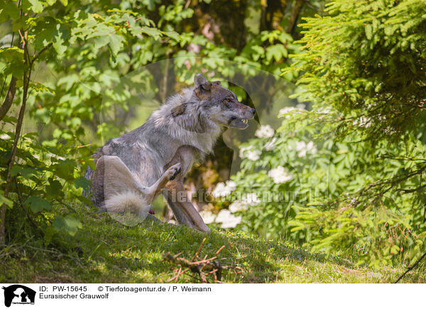 Eurasischer Grauwolf / PW-15645