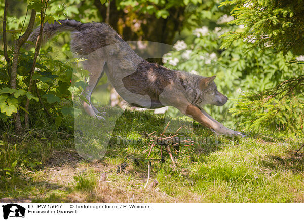 Eurasischer Grauwolf / eurasian greywolf / PW-15647